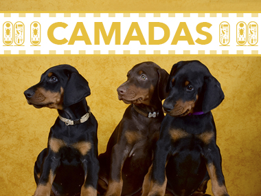 camadas doberman dashlut
