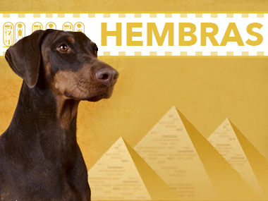 hembras doberman dashlut