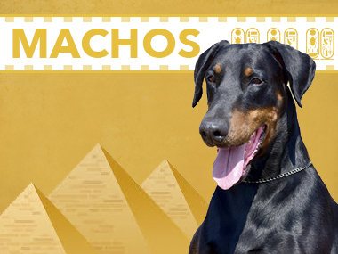 machos doberman dashlut