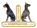 Dobermanns de Dashlut