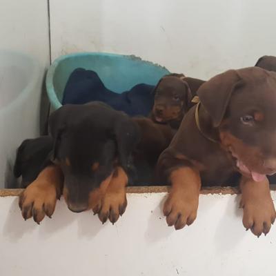 4b55c928 5388 40b6 8f55 Aa5389fb948e