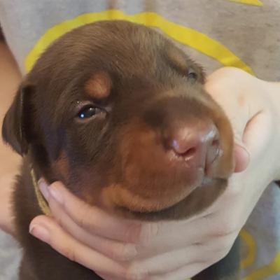 5331316b C215 4246 947e 7e142734d8a9