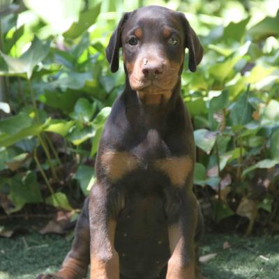 Hembra Marron Sentada 3