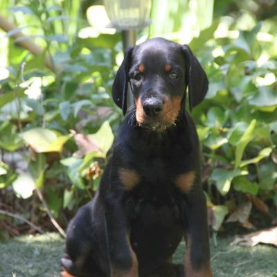 Hembra Negra Sentada