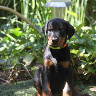 Negro Collar Verde 2