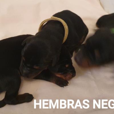 Hembras Negras