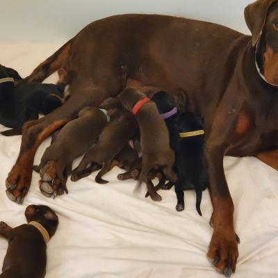 Camada Compuesta Por 2 Machos Negros 3 Hembras Negras 3 Machos Marrones Y Tres Hembras Marrones