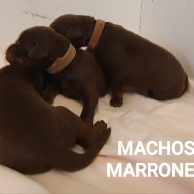 Machos Marrones