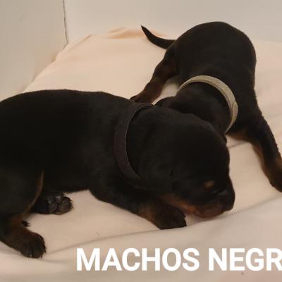 Machos Negros