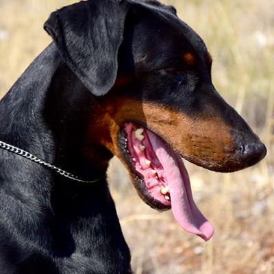 Padre Curgan Vom Westwall