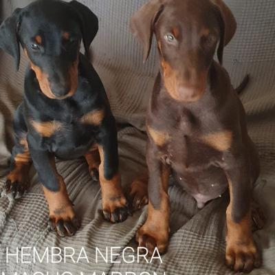 Hembra Negra Macho Marron