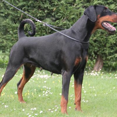 Eria Pro Fangoria 01