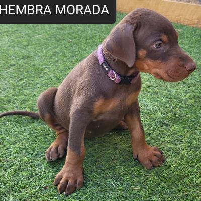 Hembra Morada 01