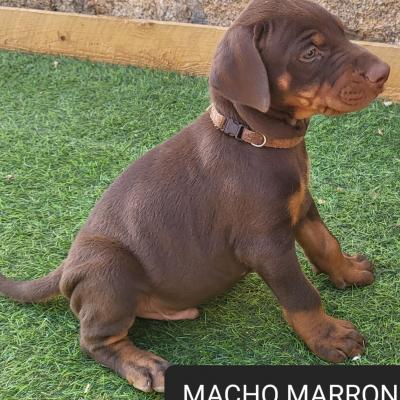 Macho Marron 05