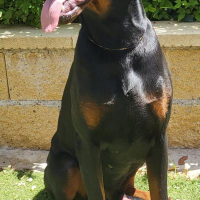 Kiljon Kenaz de Dashlut