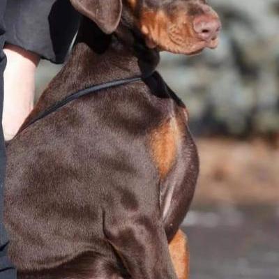 GARMONIYA CLAN OF BRAVE HEART